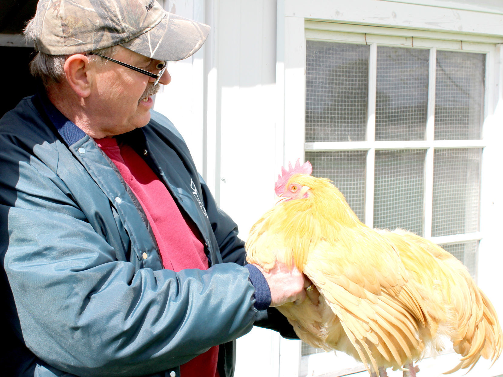 CHICKEN ORDINANCES